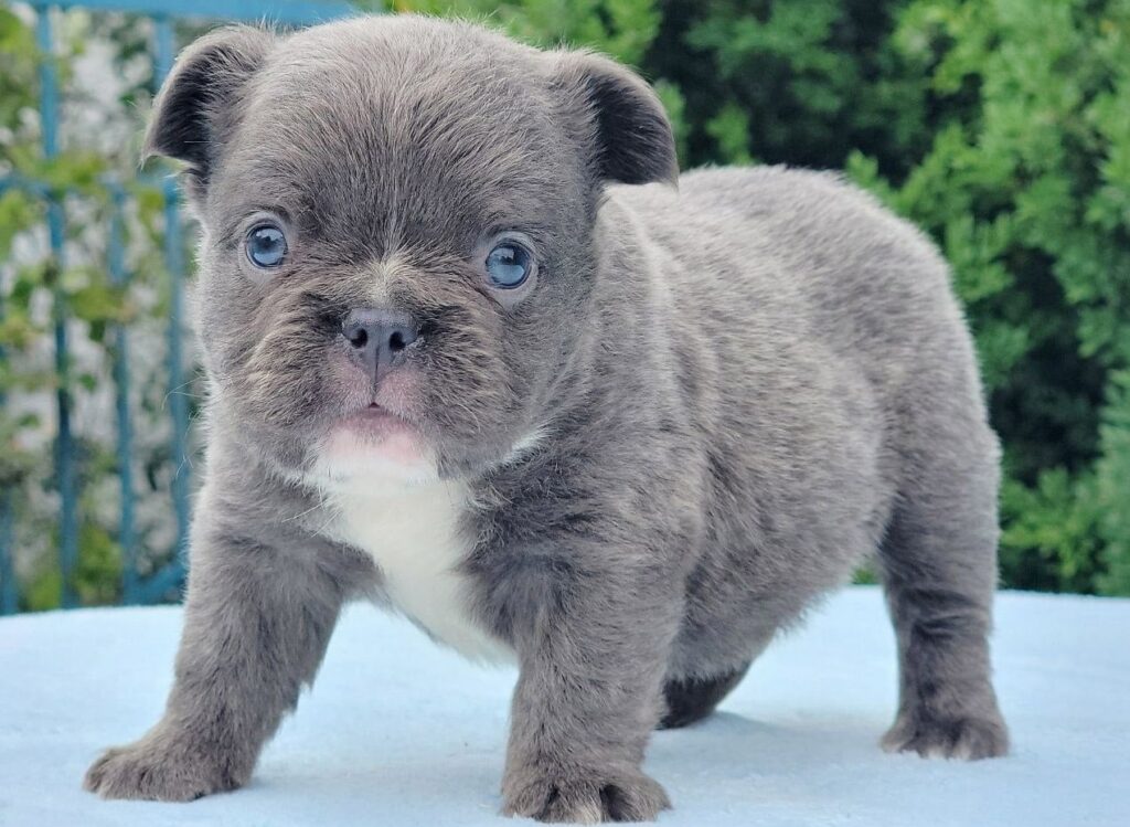 Французький бульдог флаффі.