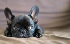 Французький бульдог «міні» — все, що потрібно знати про породу.