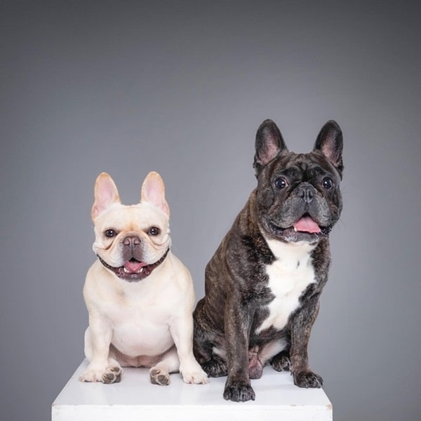 Що говорить стандарт породи?