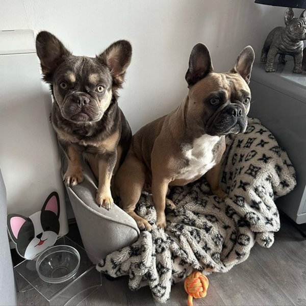 Два французьких бульдога — пухнастик і класика