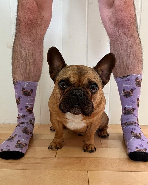 Французький бульдог міні