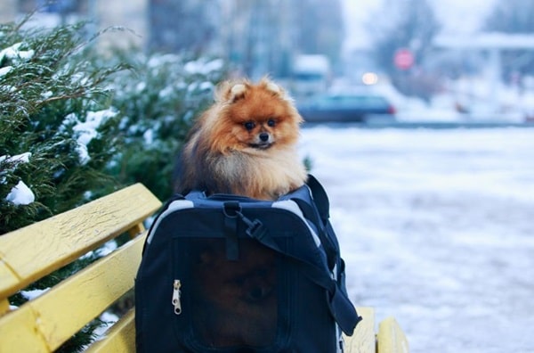 Ідеальний розмір померанського шпіца
