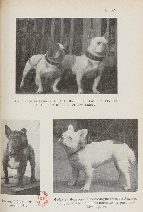 Як вивели довгошерстих французів?