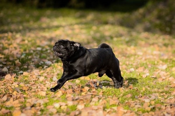 Характер і темперамент у мопсів