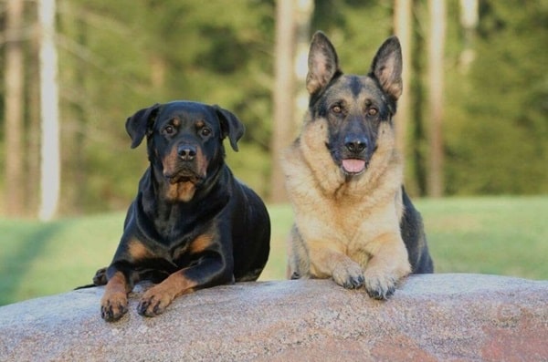 Хто сильніший ротвейлер чи німецька вівчарка?