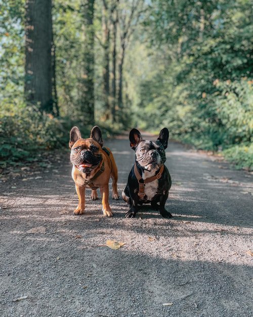 Що говорить стандарт породи?