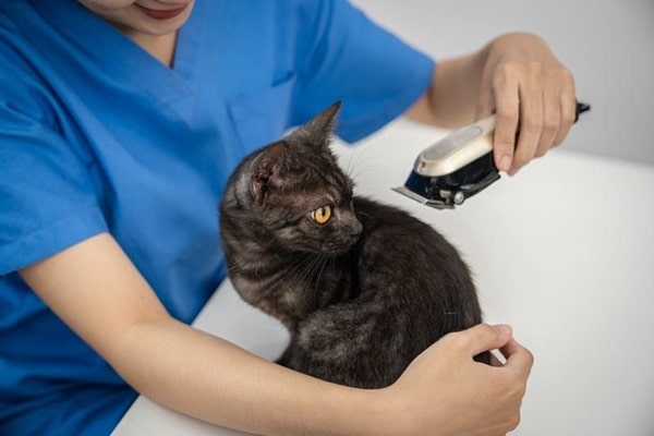 Коли допустимо підстригати котів?