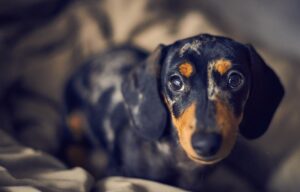 Мармурова такса — фото та опис.