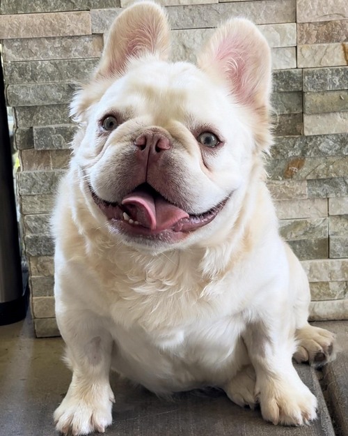 Французький бульдог породи міні флаффі