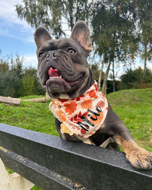 Милі складки на морді насправді не такі вже й милі!