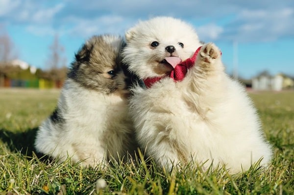 Милий зовнішній вигляд померанського шпіца