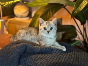 Непереносимість їжі у кішок: Симптоми, ознаки та лікування.