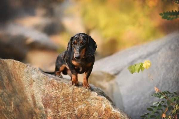 Опис і зовнішній вигляд