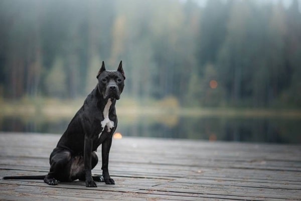 Опис собаки