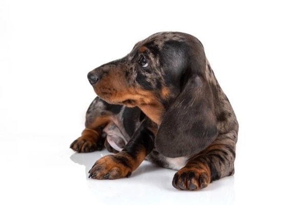 Особливості характеру і темпераменту