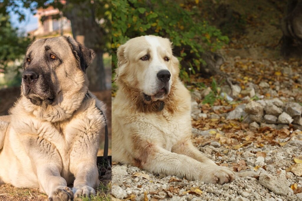 Порівняння алабая і кангала — основні відмінності та подібності.