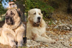 Порівняння алабая і кангала — основні відмінності та подібності.