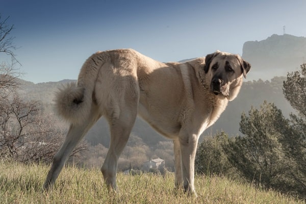 Порівняння кангала з алабаєм