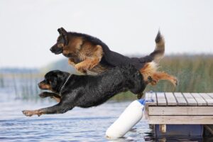 Хто сильніший ротвейлер чи німецька вівчарка?