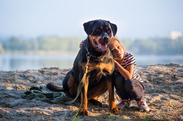 Ротвейлер: злий чи ні? Міф про агресивність цих собак