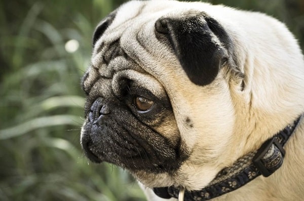 Шарпейний тип мопса