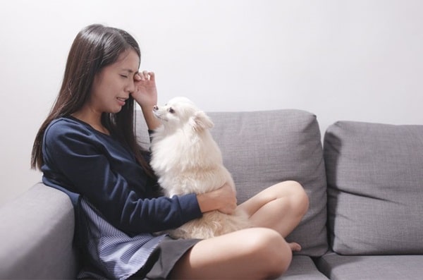 Що відчуває собака, коли людина плаче?