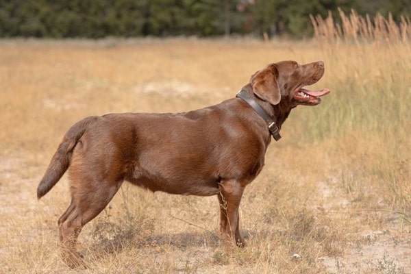 Шоколадне забарвлення у лабрадорів-ретриверів