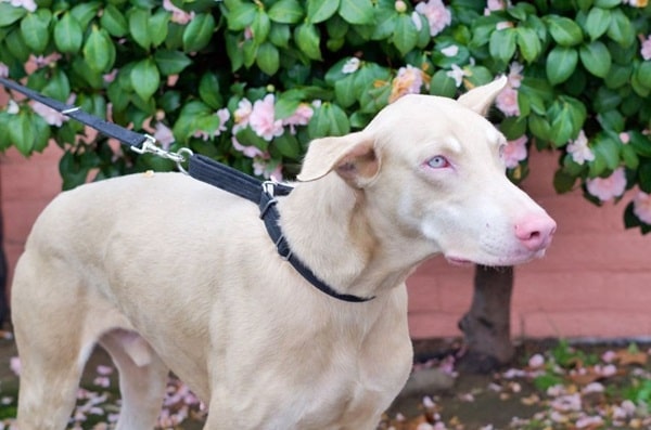 Скільки коштує білий доберман?