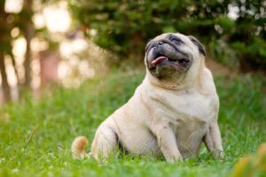 Скільки має важити мопс?