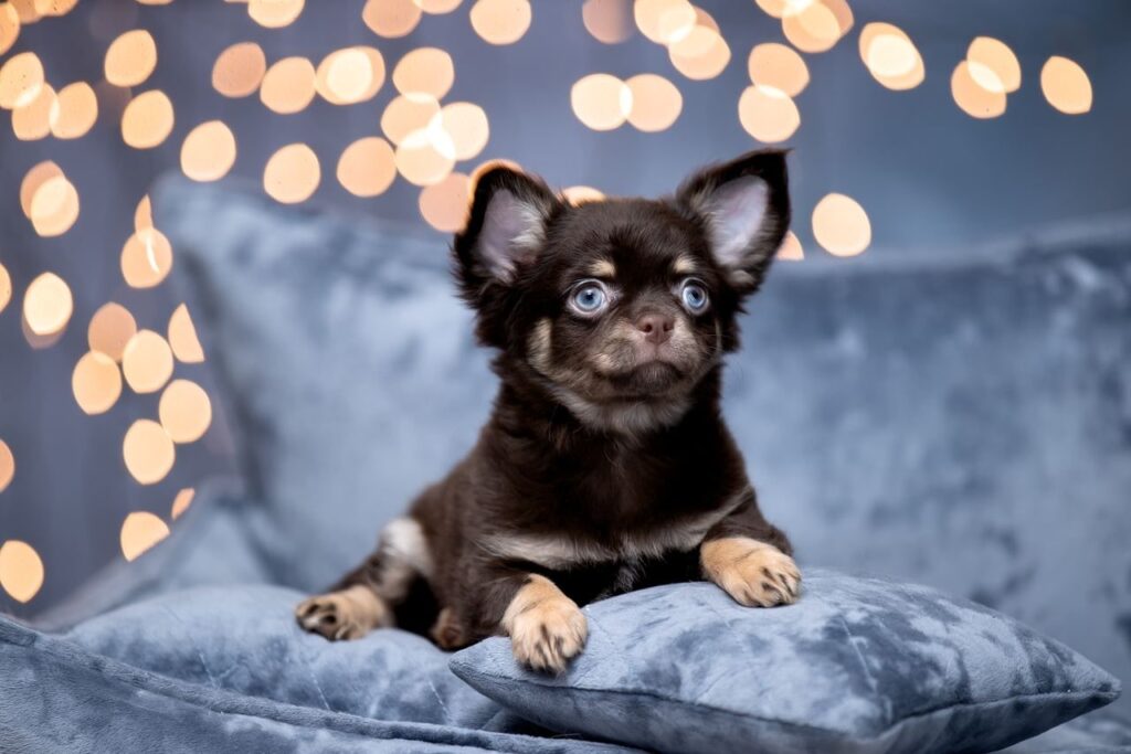 Скільки років живуть чихуахуа в домашніх умовах?