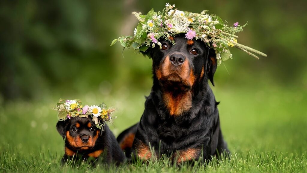Скільки важить ротвейлер?