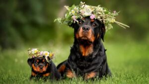 Скільки важить ротвейлер?