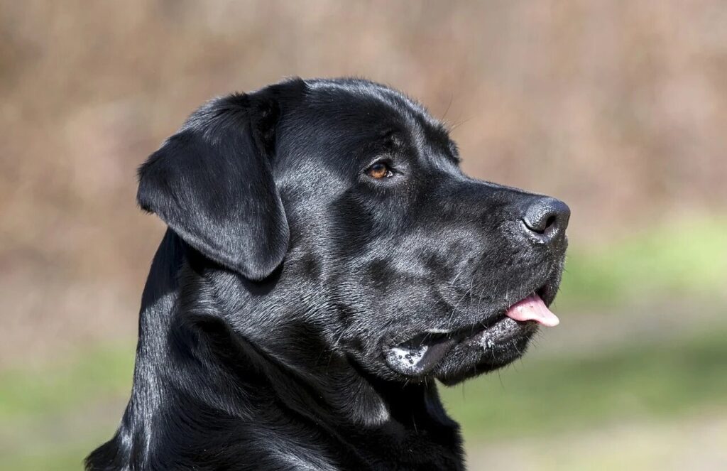Скільки живуть лабрадори в домашніх умовах?
