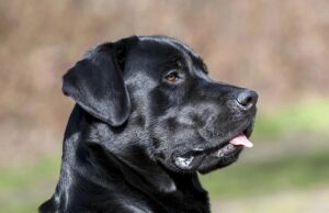 Скільки живуть лабрадори в домашніх умовах?