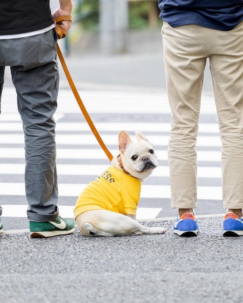 Стандартний французький бульдог