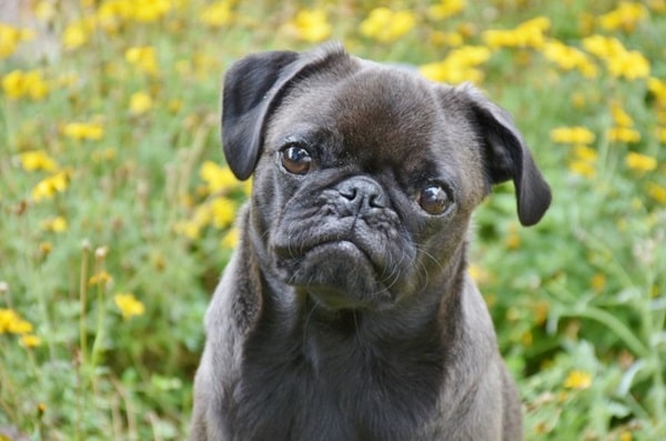 Тер'єрний тип мопса