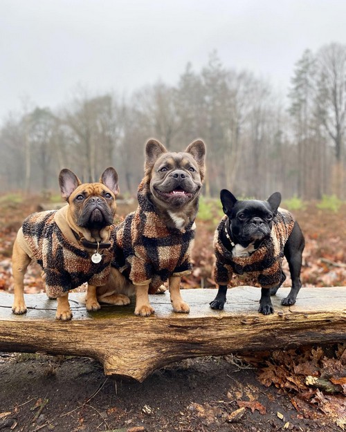 Якщо офіційно міні француза не існує, про що тоді всі говорять?