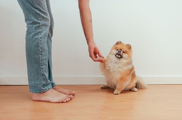 Померанські шпіци, відмінні компаньйони