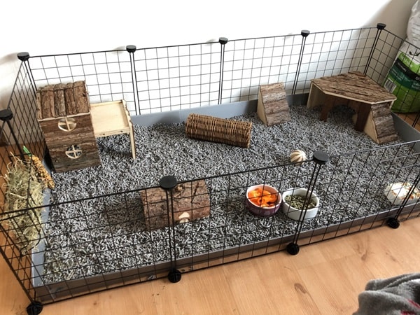 Висота дуже небезпечна для морських свинок