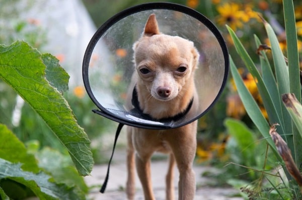 Як не допустити вилизування собакою своїх ран?