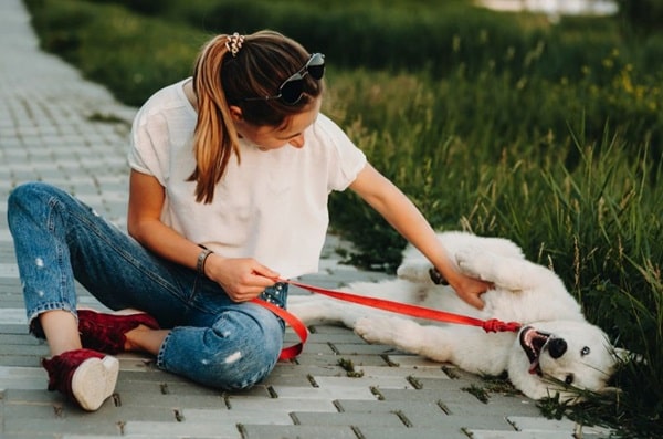 Як правильно чесати або погладжувати собаці живіт?
