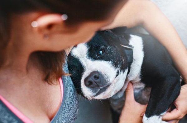 Як вибачитися перед собакою?