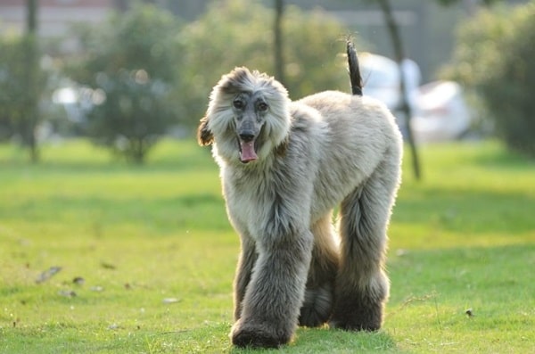 Афганський хорт