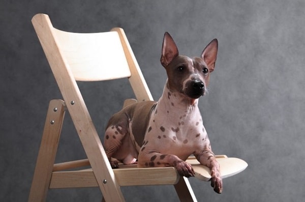 Американський голий тер'єр