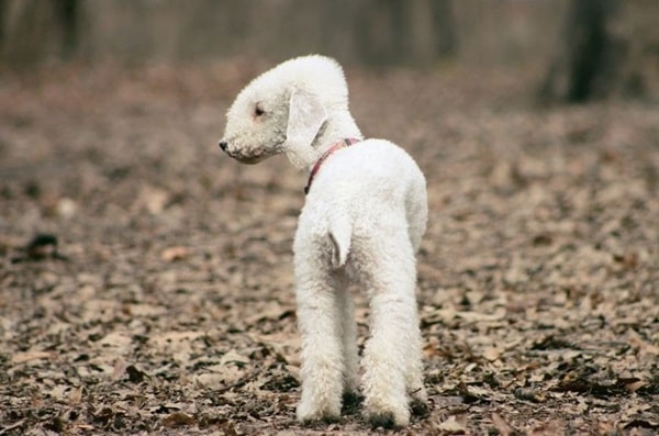 Бедлінгтон-тер'єр