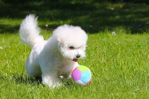 Бішон фрізе