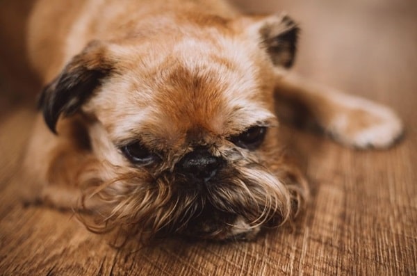 Брюссельський грифон