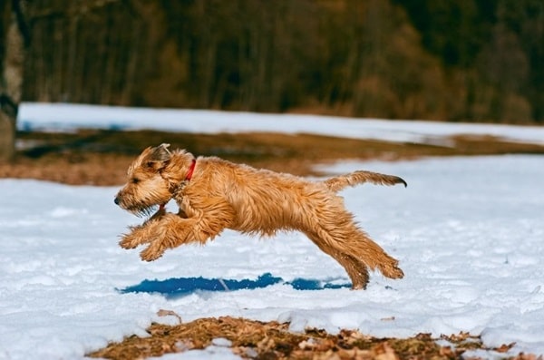 Ірландський м'якошерстий пшеничний тер'єр