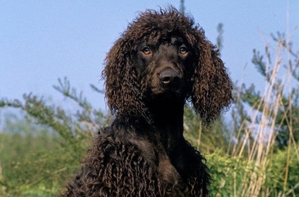 Ірландський водяний спанієль