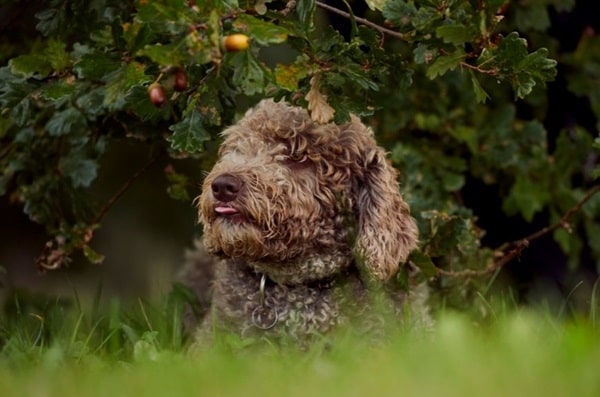 Іспанський водяний собака